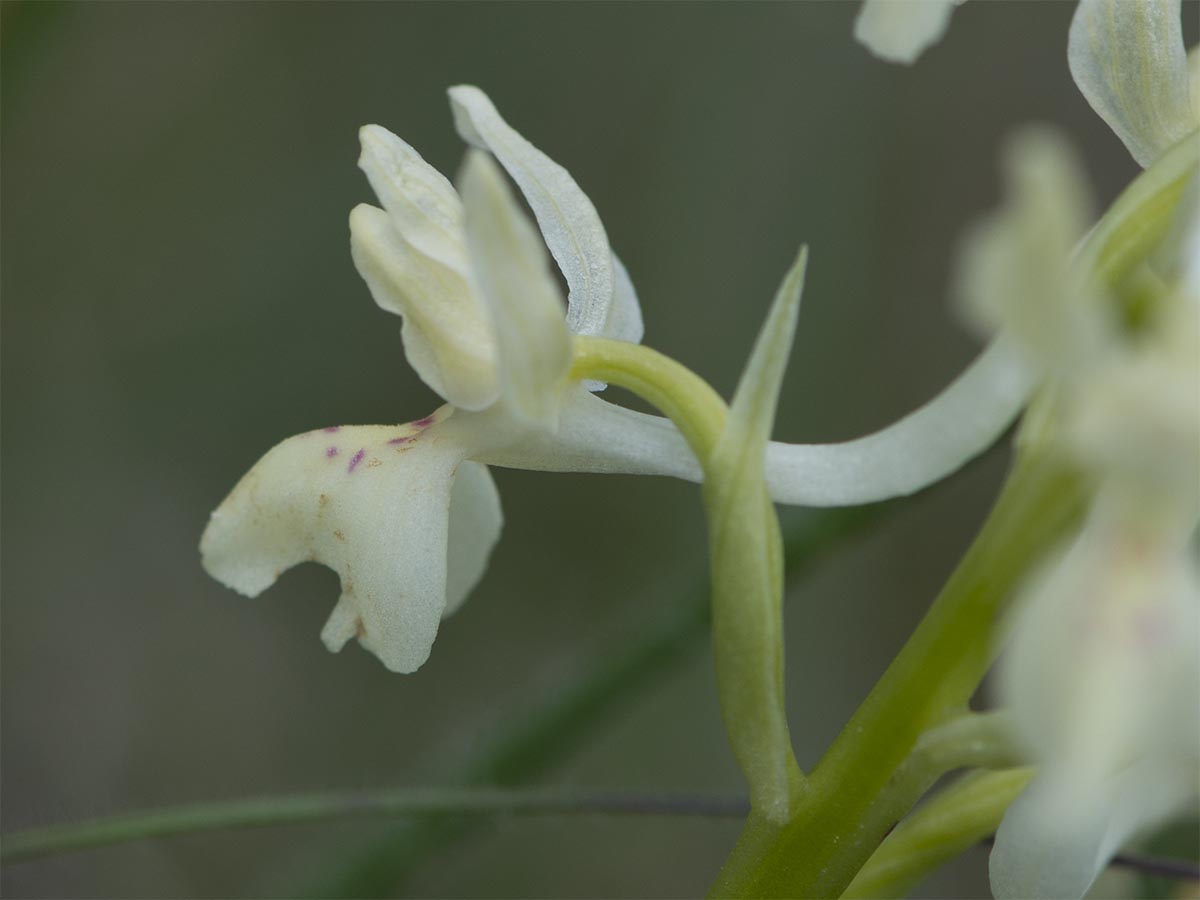 Orchis provincialis